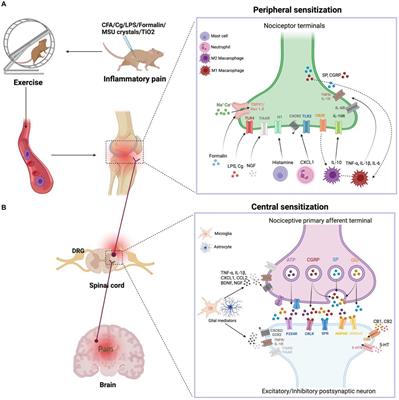 Potential mechanisms of exercise for relieving inflammatory pain: a literature review of animal studies